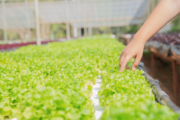 close-up-hand-farmer-hydroponic-garden-during-morning-time-food-background_1150-7192.jpg