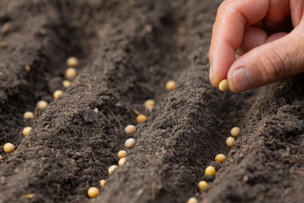 close-up-picture-hand-holding-planting-seed-plant_1150-28369.jpg