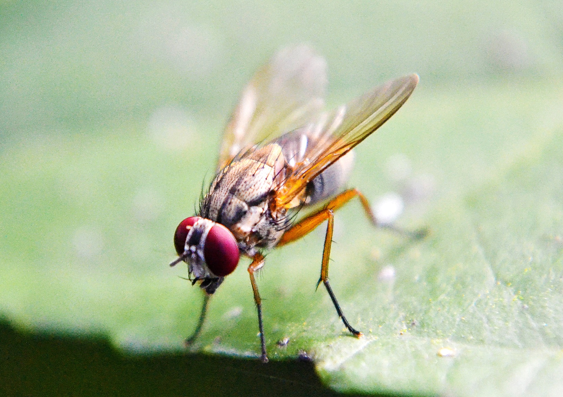 fruit-fly-219392_1920.jpg